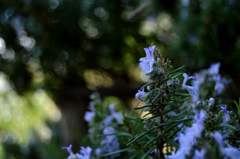 Fiori di rosmarino
