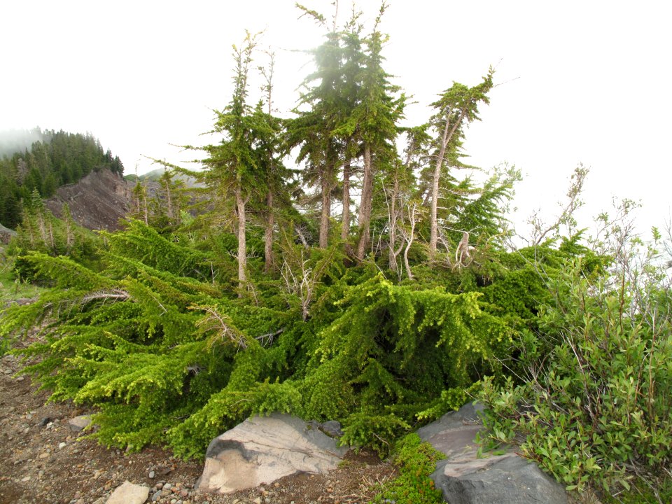 Krummholz-y Abies lasiocarpa (subalpine fir) photo