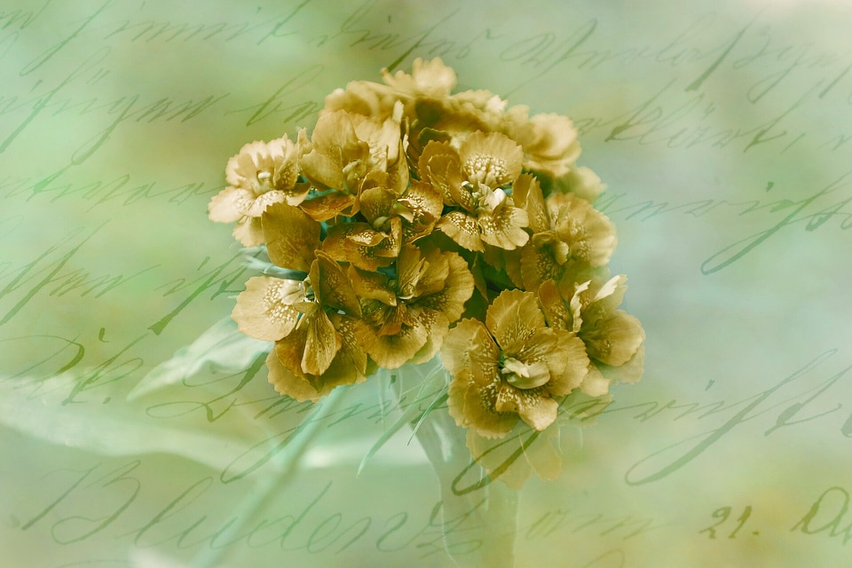 Background image flower romantic