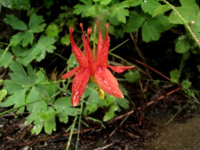 Aquilegia formosa red columbine 2