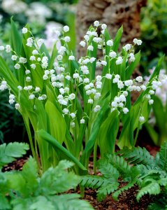 Convallaria majalis Linnæus 1753 (Asparagales Asparagaceæ Nolinoideæ Convallarieæ)