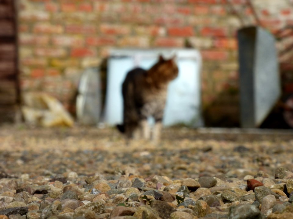 Feline