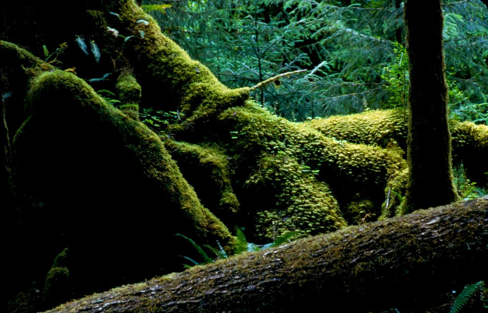 Hoh Rainforest, mossy log tree NPS Photo