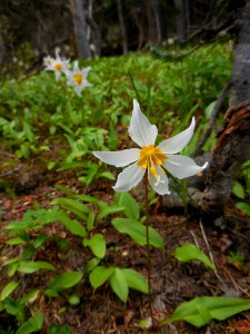 avalanche lily white alpine wildflowers summer c bubar june 15 2014