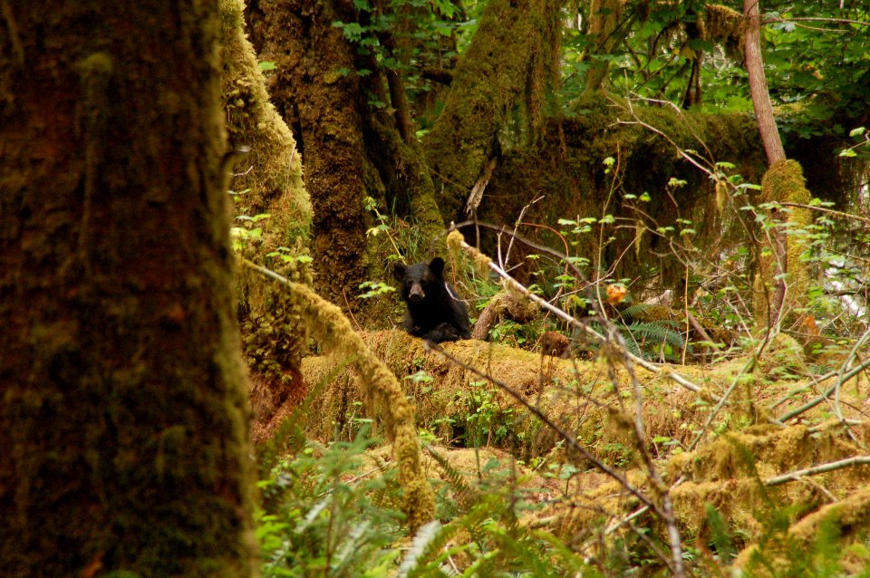 wildlife bear forest Hoh j Preston