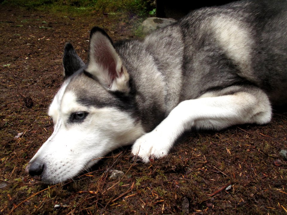 Canis lupus winstonii