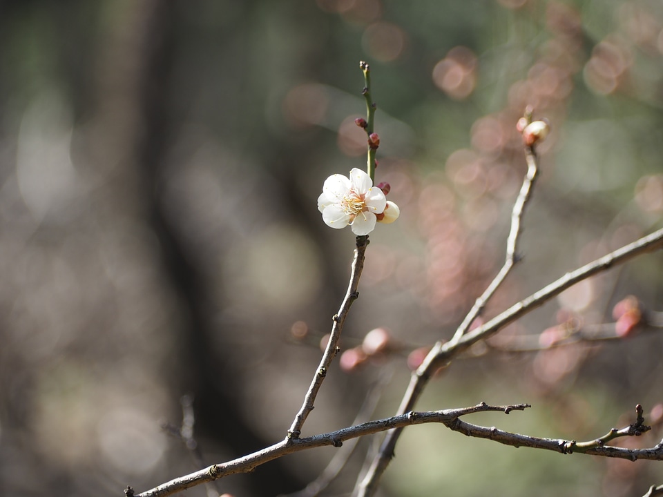 Plum spring japan