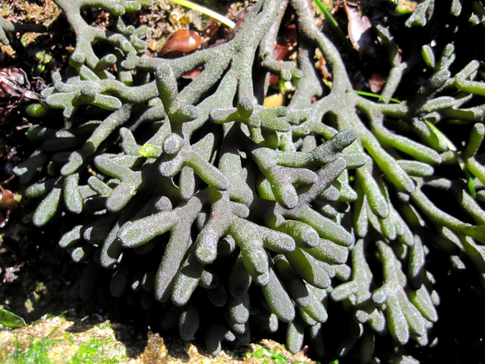 tidepool plant green BBaccus NPS Photo