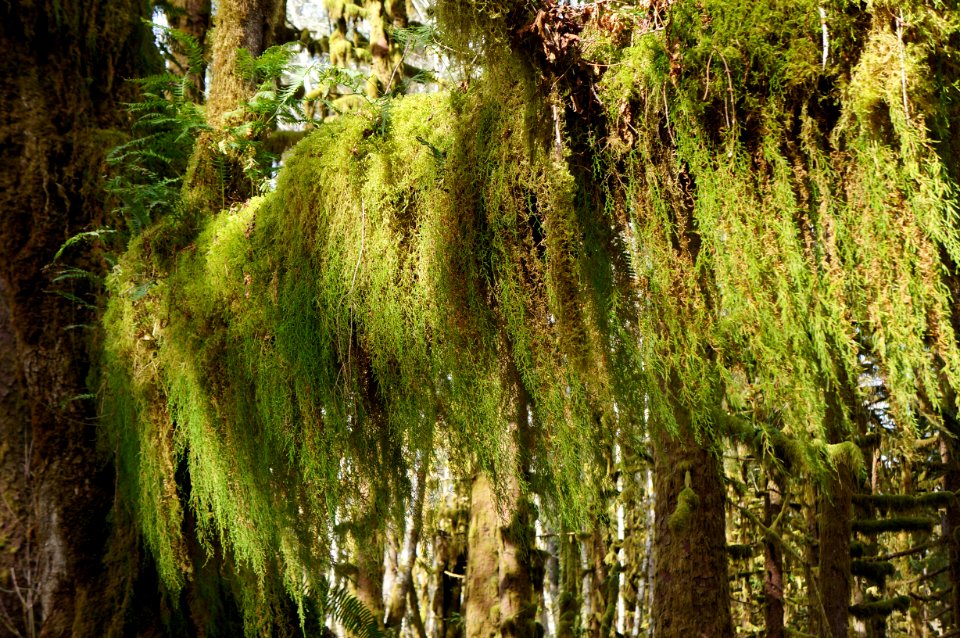 mossy tree branch hanging quinault rainforest spring r mckenna march 2015