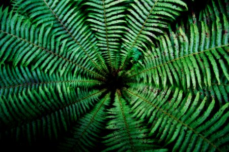 Matteuccia struthiopteris
