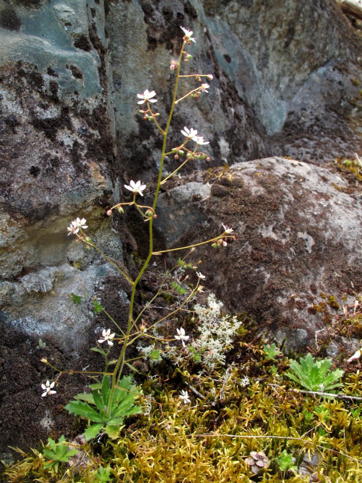 Saxifraga ferruginea 1