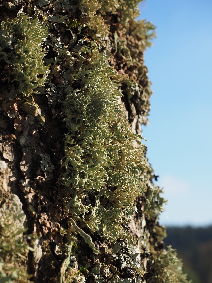 Ramalina farinacea pflaumenflechte evernia prunastri