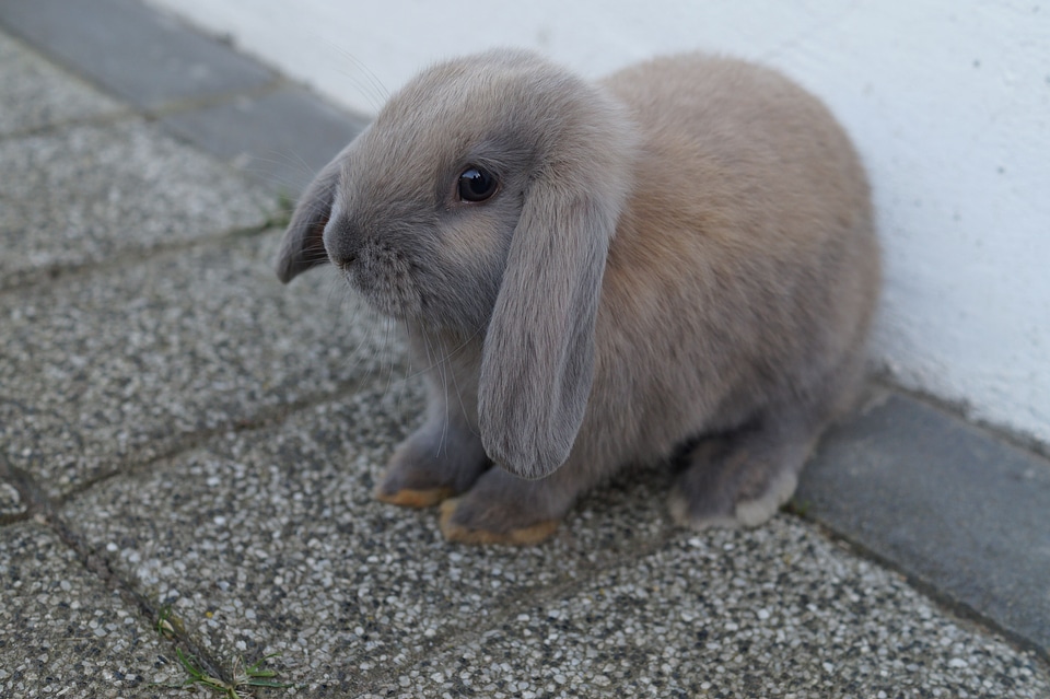 Rabbit schlappohr rabbit fur