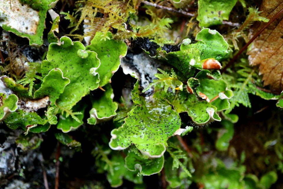 Peltigera britannica (?)
