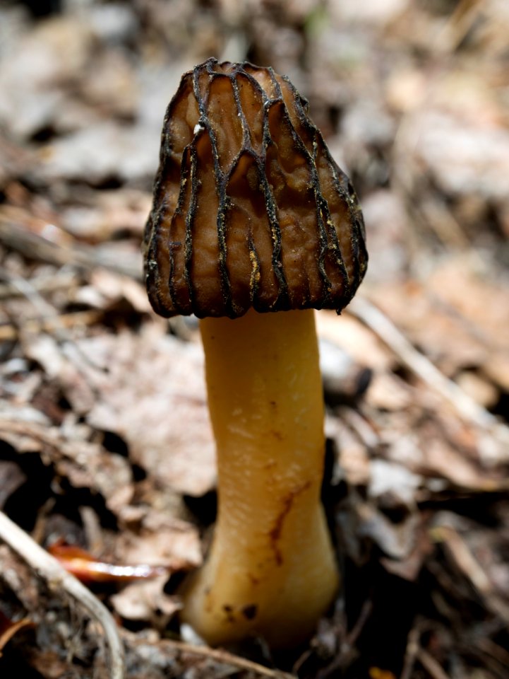 Morel or false morel?