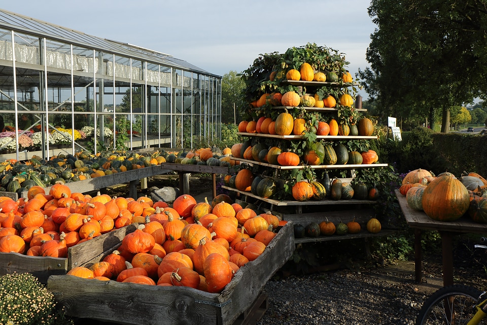 Harvest festival halloween market