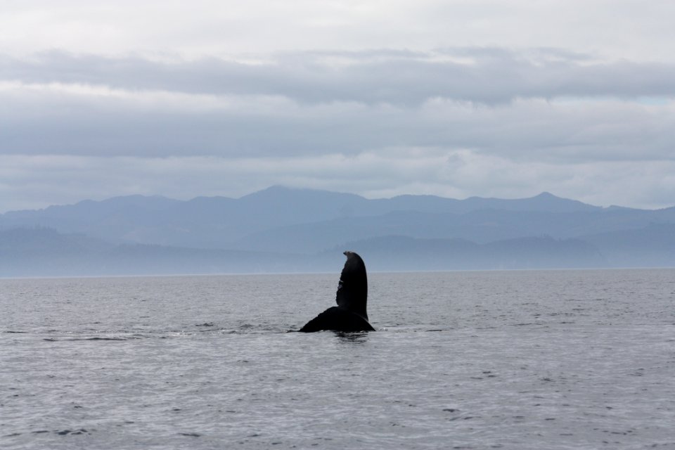 whale tale marine strait ocean BBaccus NPS Photo