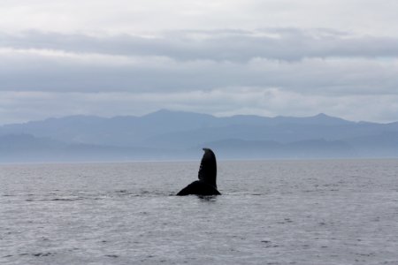 whale tale marine strait ocean BBaccus NPS Photo photo