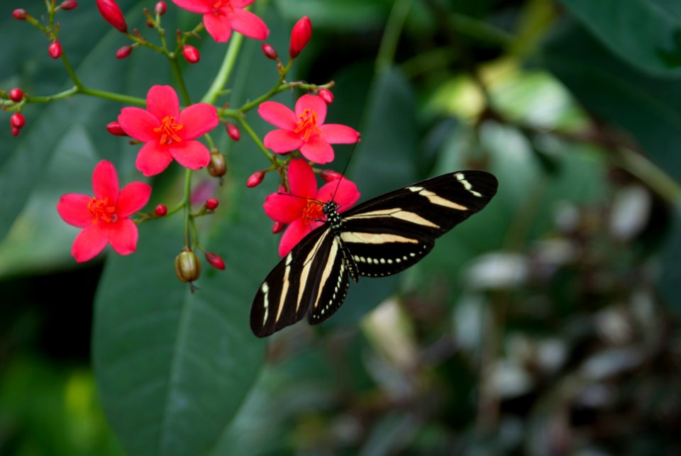 WAARLAND - Heliconius charitonius (zebra longwing)