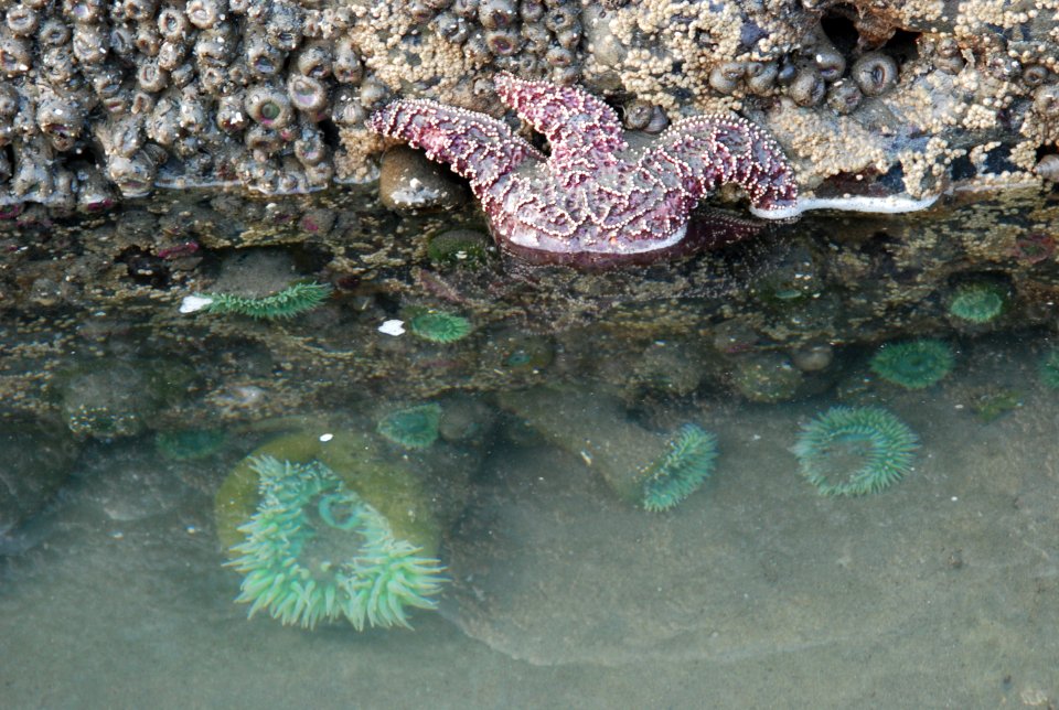 ochre seastar madreporite green anemone tidepools ruby beach c bubar march 05 2015