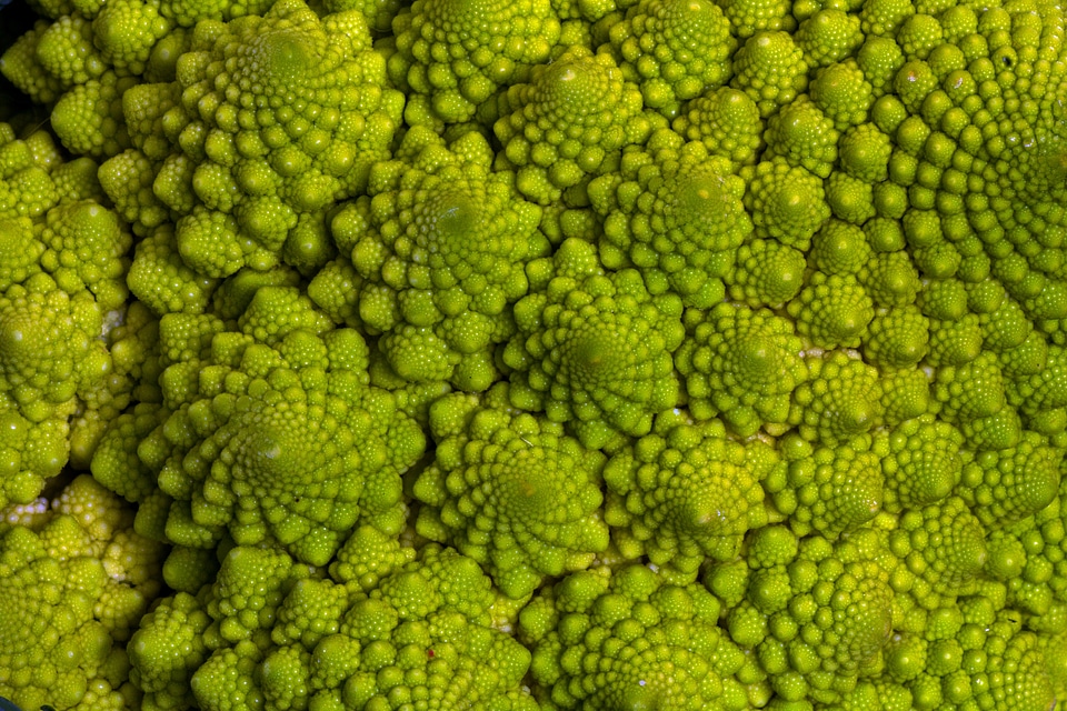 Macro cauliflower romanesco