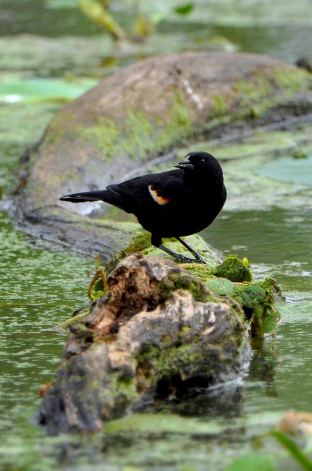 Agelaius phoeniceus