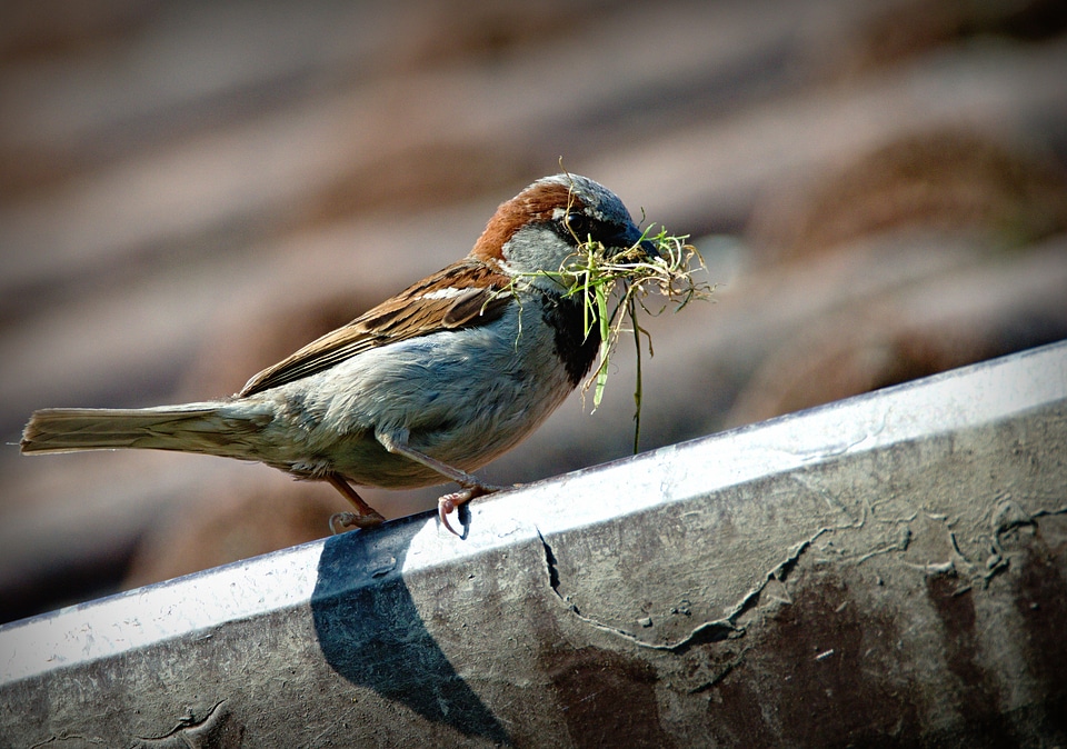 Beak nature domový