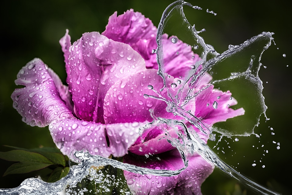 Bloom water butterfly