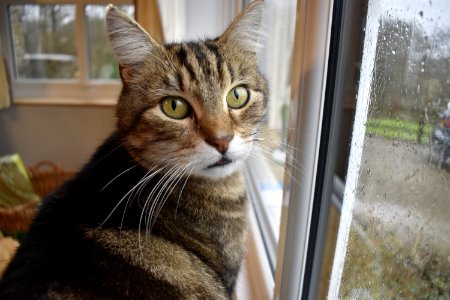 Top Cat