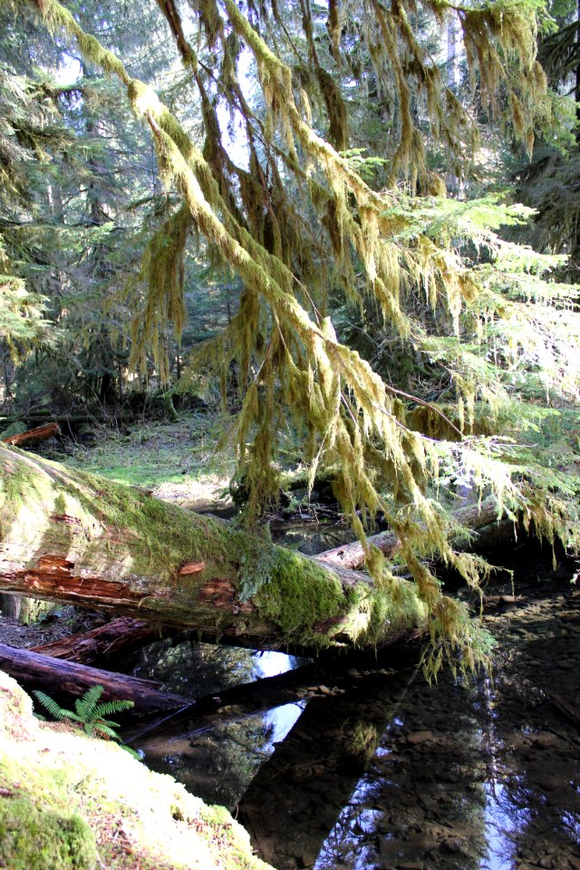 creek log hanging branches sol duc forest d archuleta march 04 2015