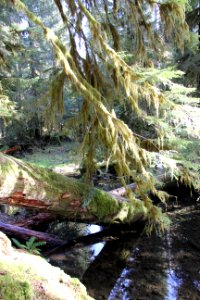 creek log hanging branches sol duc forest d archuleta march 04 2015