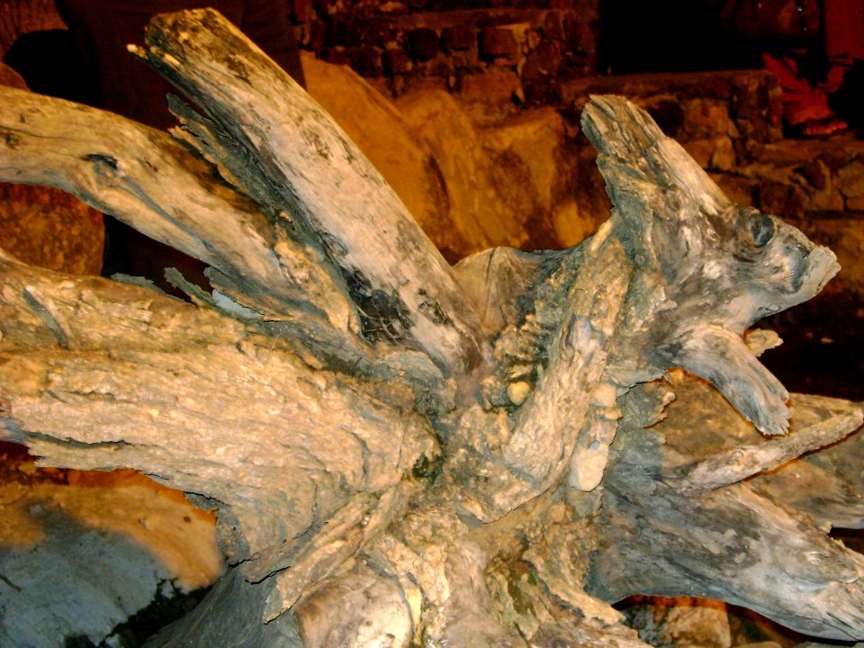Wooden Dragon photo