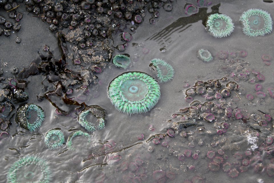 green anemones tidepools ruby beach d archuleta march 04 2015