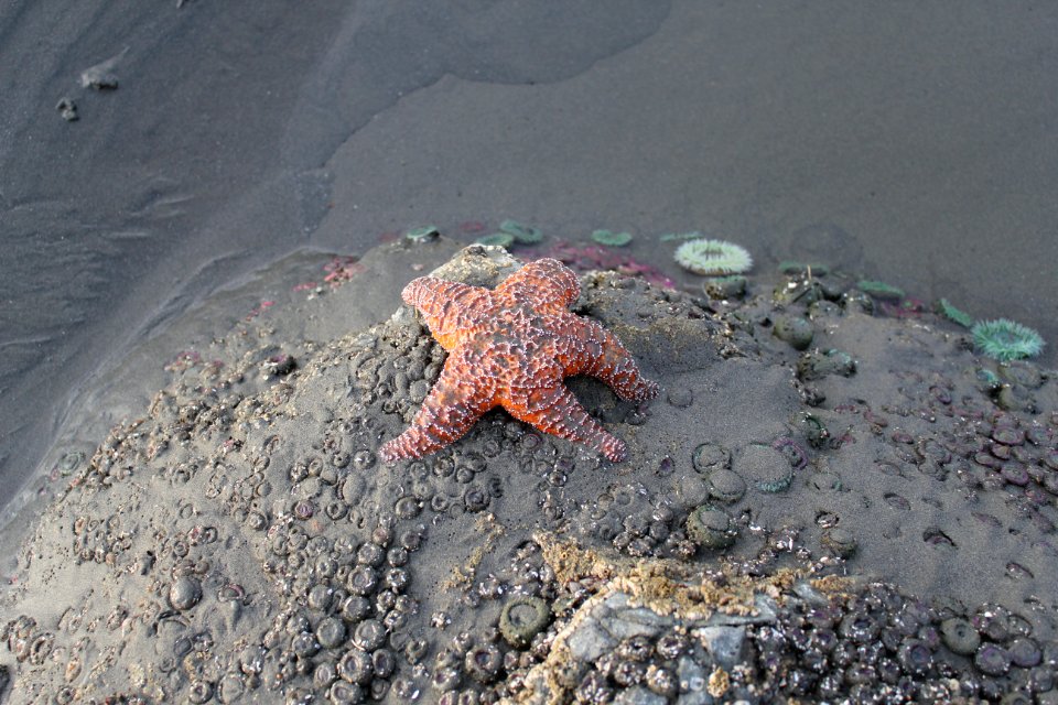 orange ochre seastar tidepools ruby beach coast d archuleta march 04 2015