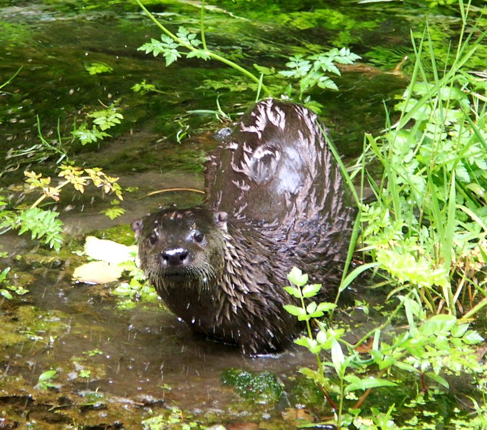 Animals Mammals River Otter closeup Hoh Taft Creek NPS Photo (5)