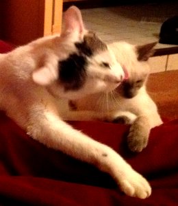 MHP Tomcat-licks-kitten