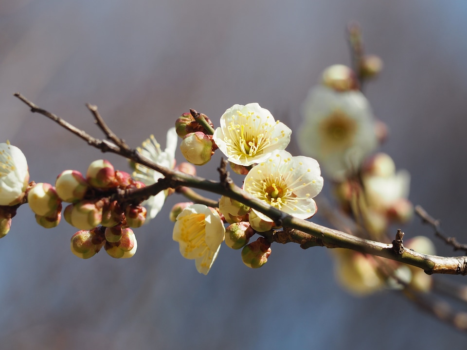 White plum blossoms white flowers flowers of early spring