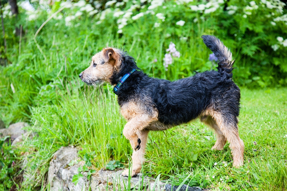 Pedigree cute puppy