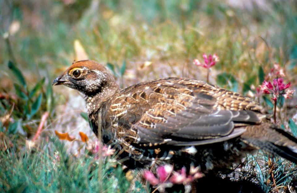 Bird blue grouse juvenile NPS Photo