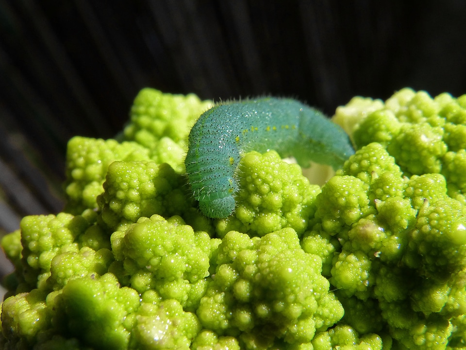 Worm plague vegetable