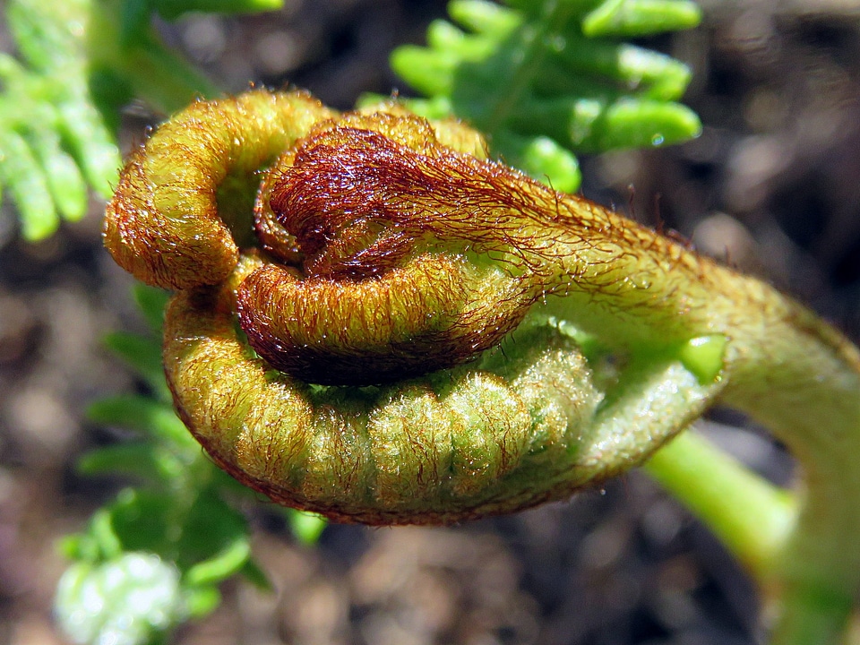 Fern bud hairy