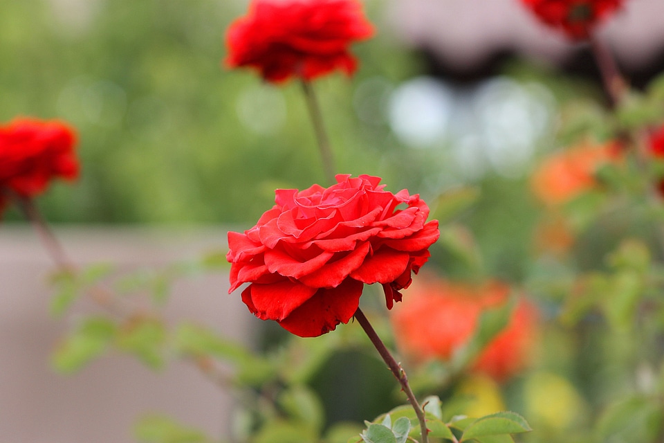 Rosa red roses garden