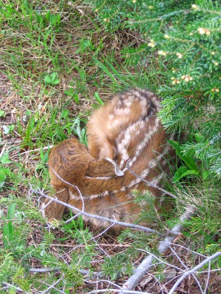 Animals mammal deer fawn hidden  HR NPS Photo 6-09