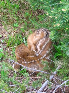 Animals mammal deer fawn hidden  HR NPS Photo 6-09