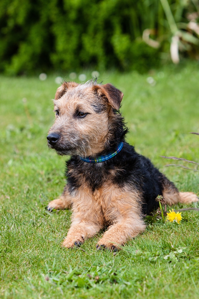 Pedigree cute puppy