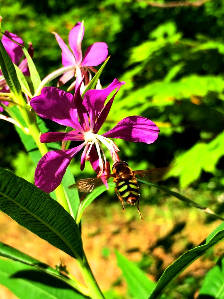 fireweed flowers insects Sol Duc cbubar 2015