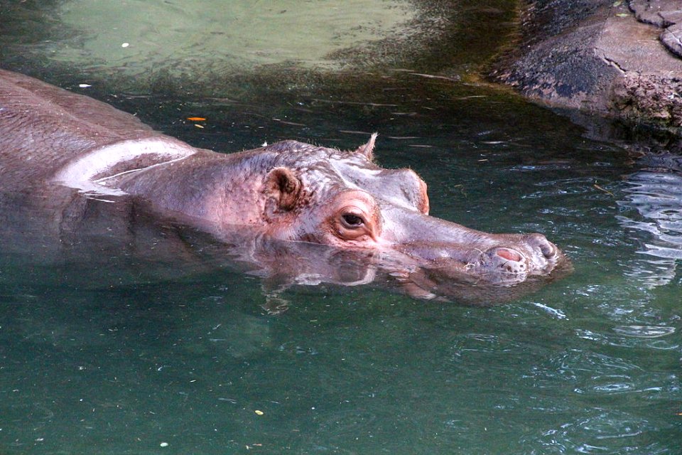 1024px-Disney-Animal-Kingdom-Hippo-7940