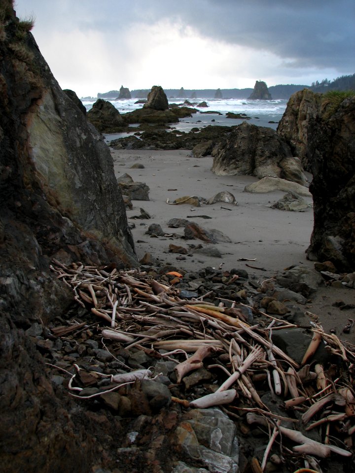 beach driftwood seastacks NPS Photo