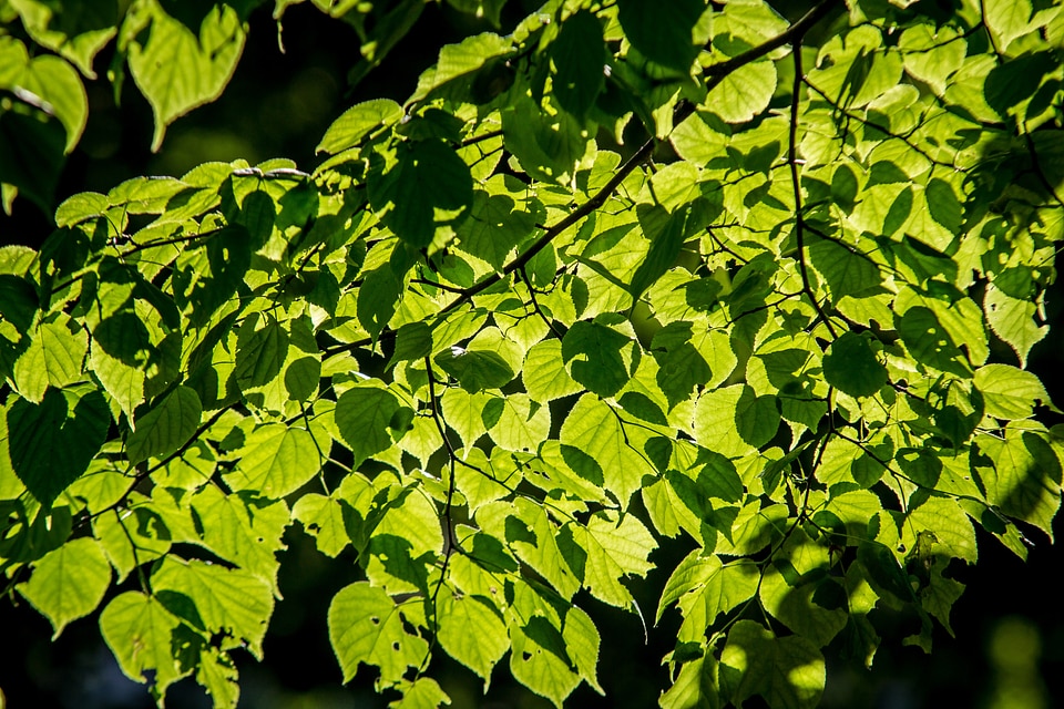 The sun nature forest