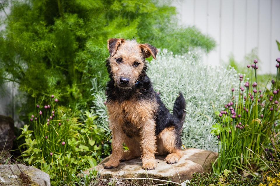 Pedigree cute puppy